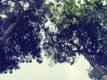 Low angle view of trees