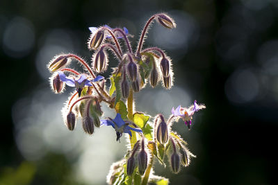 Close-up of purple flowering plant