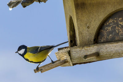 Close-up of bird perching on cable against clear sky