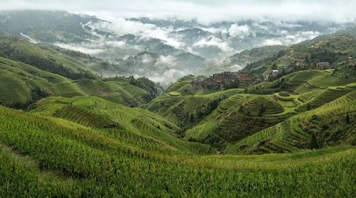 High angle view of rice terraces