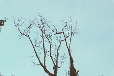 Low angle view of bare tree against clear sky