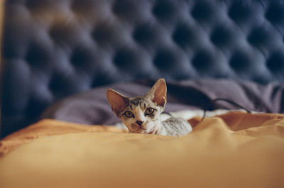 Portrait of a cat lying on bed