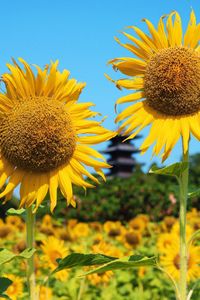 Close-up of sunflower blooming on field against clear sky