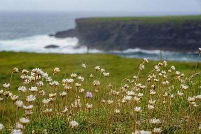 Flowering plants on field by sea against sky