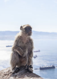 Monkey sitting on rock against sky