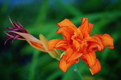 Close-up of orange day lily