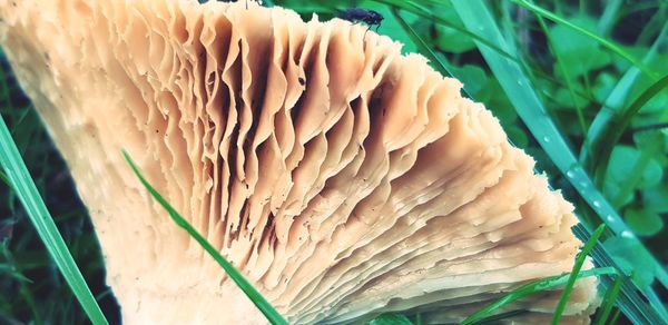 Close-up of mushroom growing on field