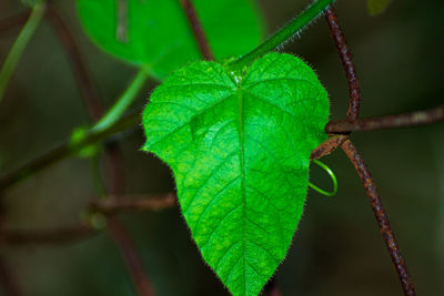 Close-up of fresh green leaf