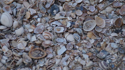 Full frame shot of seashells