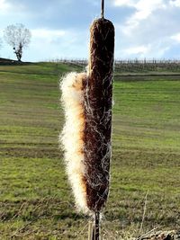 View of wooden post on field against sky