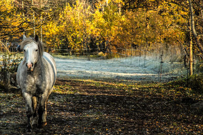 Horse standing on field during autumn