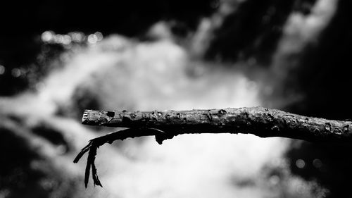 Close-up of wet tree branch against blurred background