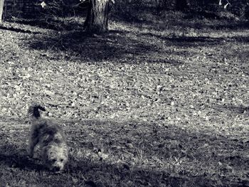 Dog standing on grassy field