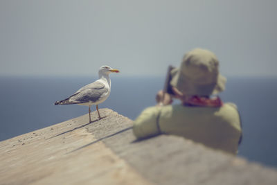 Seagull perching on wood against sky