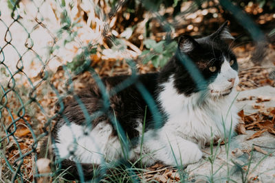 Close-up of cat