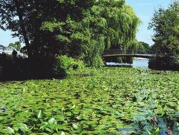 Water lily amidst leaves in lake