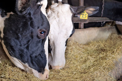 Close-up of a goat