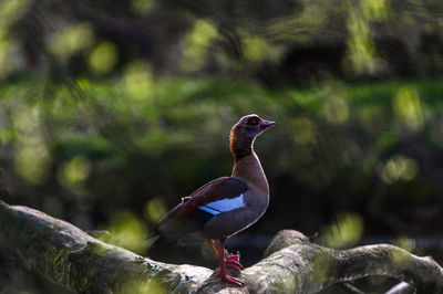 Close-up of a bird