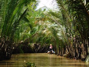 Palm trees by plants in forest