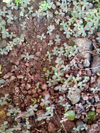 High angle view of dry leaves on field