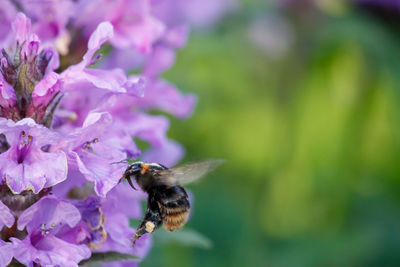 Close-up of bee pollinating on purple flower
