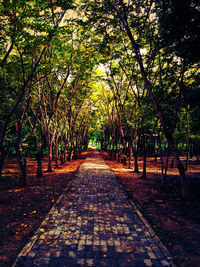 Footpath amidst trees in park