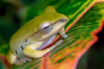 Close-up of frog on leaf