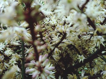 Full frame shot of flowering plant