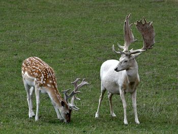 Deer standing on field