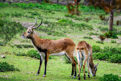 Deer standing on field