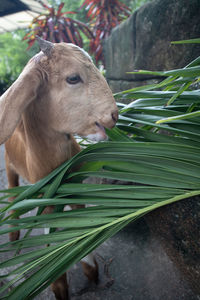 Close-up of an animal