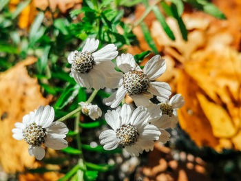 High angle view of white flowering plant