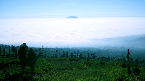 Scenic view of field against sky