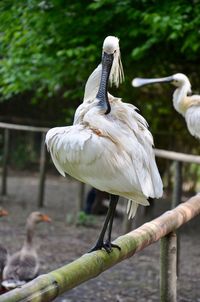 Close-up of gray heron perching on flower