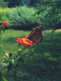 Butterfly pollinating on flower