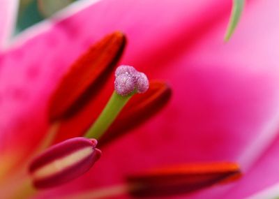 Macro shot of pink flowering plant
