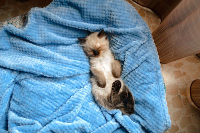 High angle view of cat sleeping on bed