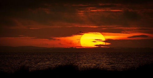 Silhouette bird by sea against sky during sunset