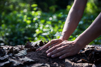 Hand of plant growing on field