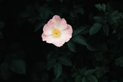 Close-up of pink rose flower