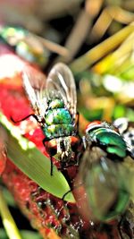 Close-up of fly on flower