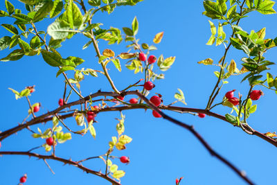 Low angle view of flower tree against sky