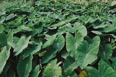 Full frame shot of fresh green leaves