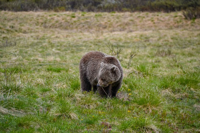 Bear on grassy landscape