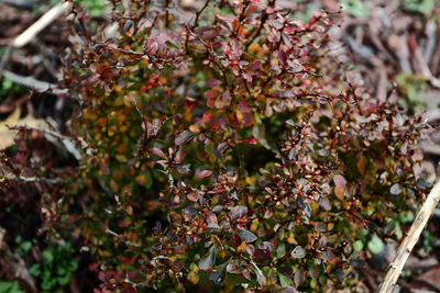 Close-up of fruits growing on tree