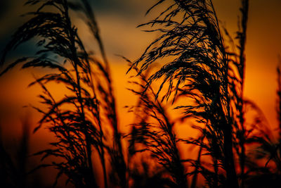Close-up of silhouette plants against sunset sky