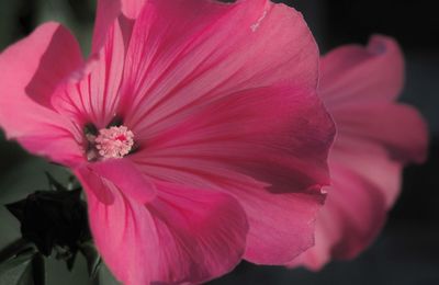Close-up of pink hibiscus blooming outdoors