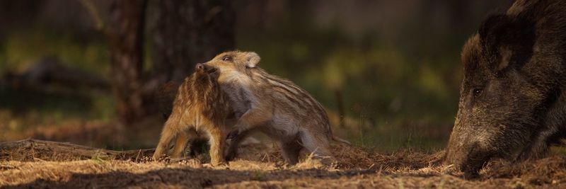 Close-up of wild boars grazing on field