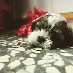 Close-up of dog relaxing on floor