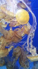 Close-up of jellyfish swimming in water